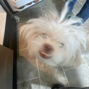 Meet your Posher, Dipsy